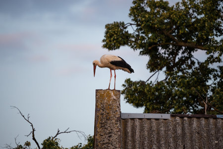 White stork standing on the roof of a house in village. Stork poses for photos. in the countryside...