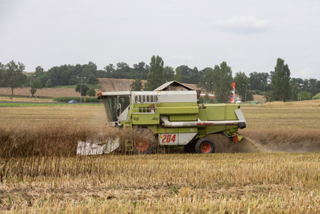 Harvesting field with combine in summer. Harvest in the field, combine harvester mows grain in Nysa,...