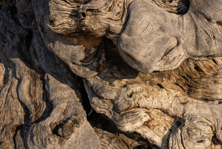 Old olive tree in the park in Greece. Olive grove in the countryside of the island of Zakynthos. Olive trees in the olive grove of the Greek island. Olive tree plantation. Old olive tree on a greek island.の写真素材