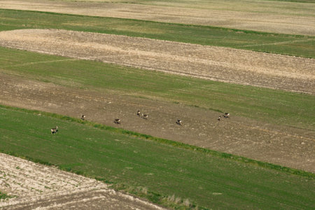 Deer walking in a field in the countryside. Beautiful village with houses and fields in Poland. Village in the middle of the field from drone aerial view. Suloszowa village in Krakow County, Lesser Poland.の写真素材