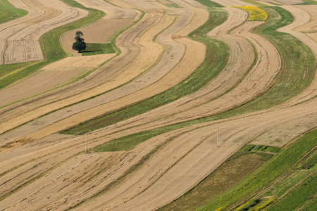 Beautiful village with houses and fields in Poland. Village in the middle of the field from drone aerial view. Suloszowa village in Krakow County. Aerial drone view of growing grain in the fields.の写真素材
