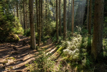 National Park of Adrspach Teplice rocks. Adrspach Teplice Rocks mountain range in Central Sudetes part of the Table Mountains. Beautiful limestone sandstones rocks in Adrspach, Czech Republic.の写真素材