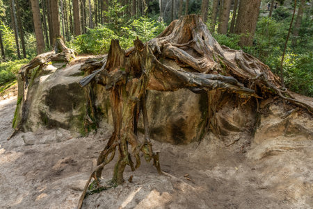 National Park of Adrspach Teplice rocks. Adrspach Teplice Rocks mountain range in Central Sudetes part of the Table Mountains. Beautiful sandstone rocks in Adrspach, Czech Republic.の写真素材