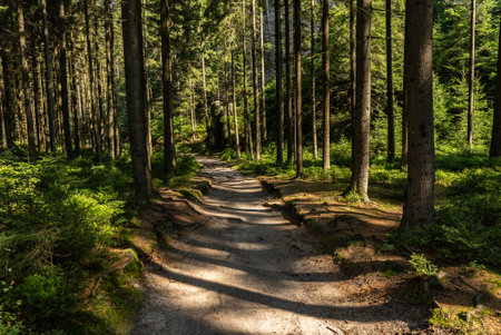 National Park of Adrspach Teplice rocks. Adrspach Teplice Rocks mountain range in Central Sudetes part of the Table Mountains. Beautiful limestone sandstones rocks in Adrspach, Czech Republic.の写真素材