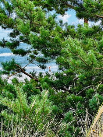 Beautiful wild beaches in Hel Wild beach in baltic sea. Aerial view of Hel Peninsula in Poland, Baltic Sea and Puck Bay. Wild beach in Polandの写真素材