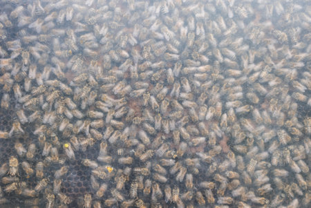 A close-up of a honeycomb filled with bees. The bees are clustered together, and their wings are...
