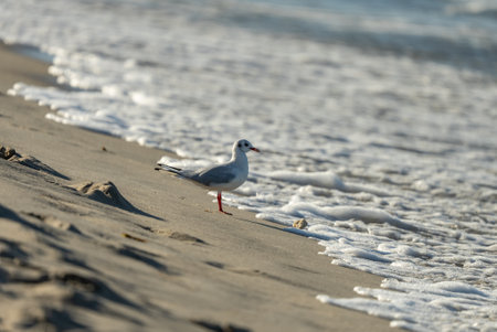 Seagull standing on a sandy beach near the water, holding an object in its beak, likely a shell or piece of food. Seagull with piece of food on Sandy Beach.の写真素材
