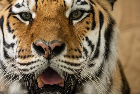 Bengal Tiger Resting with Mouth Open Showing Teeth. Bengal tiger with its mouth open in a roar.