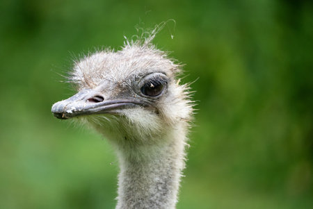Close-Up of Ostrich Head and Neck with Green Background. Close Up of Curious Ostrich Staring...