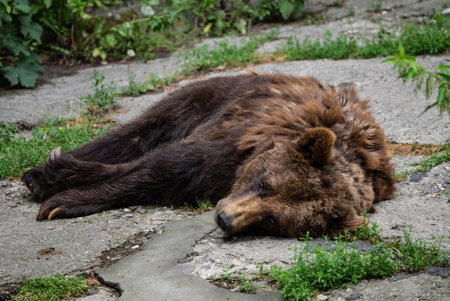 Close Up of Brown Bear Face, Displaying Its Intense Expression and Thick Fur in a Captive Naturalistic Environment. Brown bear resting peacefully on the groundの写真素材