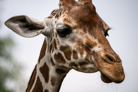 Close up of a giraffe in a natural habitat, showing its distinctive long neck, brown patches, and serene expression.の写真素材