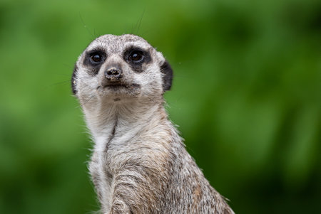 Group of meerkats attentively standing upright. Meerkat standing, alert and curious as they observe their surroundings.の写真素材