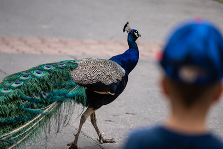 Proud peacock displaying its iridescent feathers as it walks through a zoo, Portrait of a proud blue peacock. Peafowl in the zoo.の写真素材