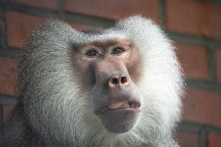 Close up of a baboon sitting against a red brick wall. Baboon resting near a brick wall. Portrait of a baboon in the zoo.の写真素材