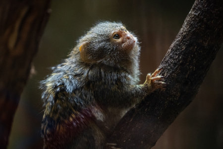 Portrait of a small tamarin monkey perched on a branch in its zoo enclosure. Its wide eyes and small size create an endearing and playful expression in the natural environment. Portrait of a monkey in the zoo.の写真素材