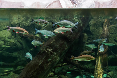 Fish in Exotarium.Interior view of the Exotarium. showcasing aquariums with exotic fish, terrariums...