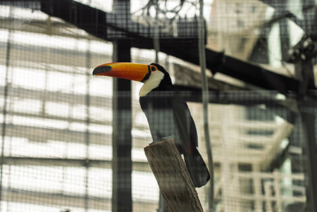 Toucan in Exotarium.Interior view of the Exotarium. showcasing aquariums with exotic fish,...