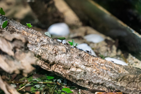 Interior view of the Exotarium. showcasing aquariums with exotic fish, frogs, ants, spiders, terrariums with reptiles, and educational displays of insects and wildlife.Sosnowiec Exotarium in Poland.の写真素材