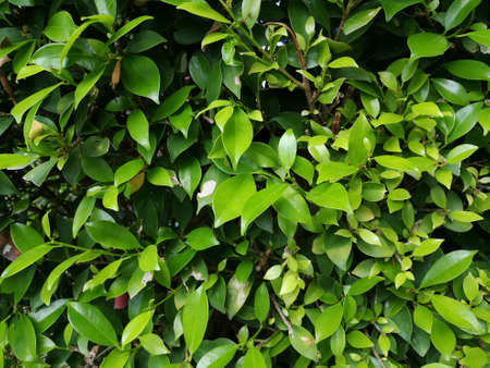 green leaves in the garden