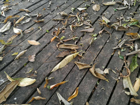dry leaves on wooden floorの写真素材