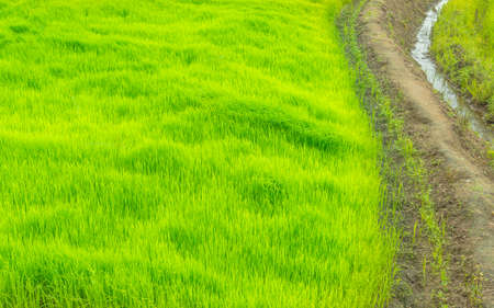 Green Rice Field with soil path way .の写真素材