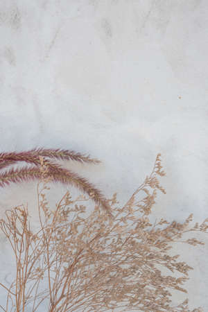 Chaff on white cement backgroundの写真素材