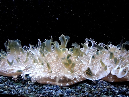 Beautiful Waving Sea Anemone in the Darkの写真素材