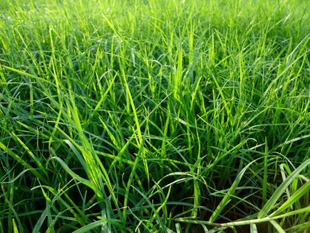 Overgrown Grass in the Lawnの写真素材