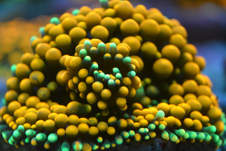 Close up of yellow and green coral in aquarium. Macro photo.の写真素材