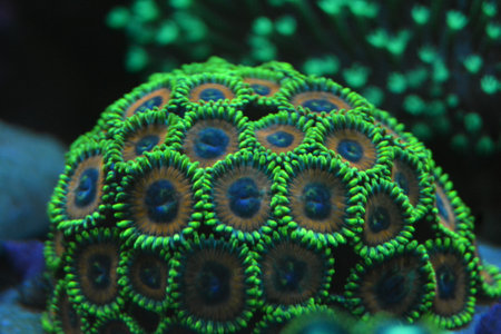 Closeup of a green coral in a reef aquarium, Thailand.の写真素材