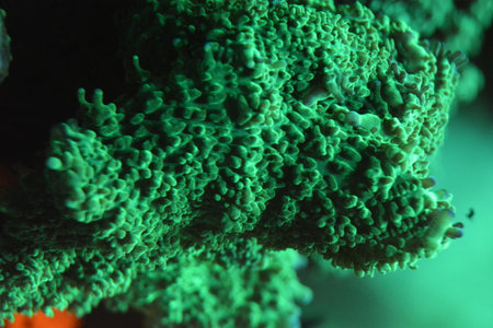 Macro detail of a green coral on a reef in the Pacific Oceanの写真素材