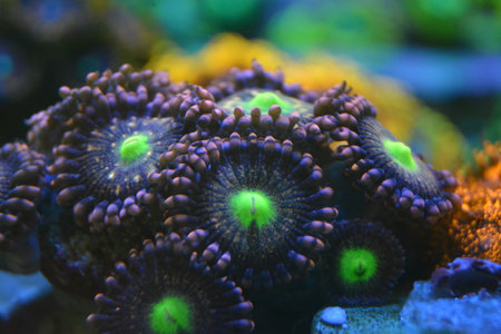 Close up of a colorful corals in a reef aquarium. Shallow depth of field.の写真素材