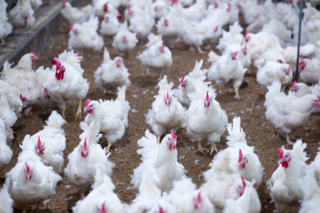 chicken farm business with high farming and using technology on farming 15の写真素材