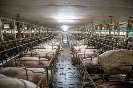 Swine farm with high quality Farming 8のeditorial素材