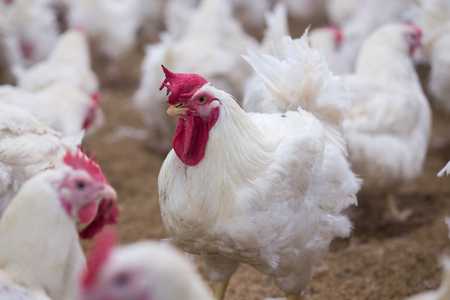 chicken farm business with high farming and using technology on farming 1の写真素材