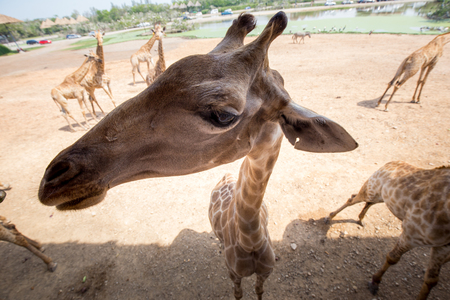Giraffe with friendly actingの写真素材