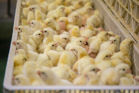 Baby Chicken just born, Poultry Business. chicken farm business with high farming and using technology on farming on Selecting chicken gender processの写真素材