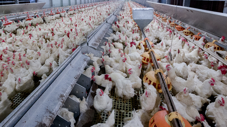 Poultry farm business for the purpose of farming meat or eggs for food from chicken (Farming)の写真素材