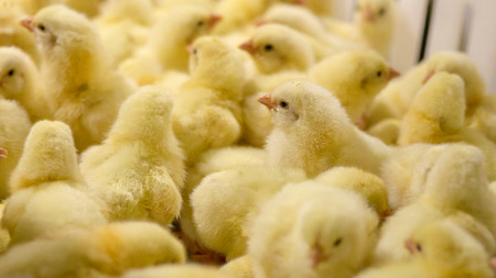 Baby Chicken just born, Poultry Business. chicken farm business with high farming and using...