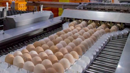 lot of eggs on tray, Egg business & Layer process. Egg Factory Industry with high technology by...
