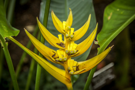 Colourful Cymbidium flower is a genus of 52 evergreen species in the orchid familyの写真素材