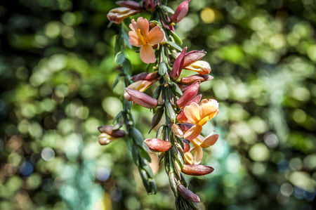 Closeup to flowers bloom and blossom Clover with colorful of colourの写真素材