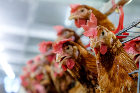 Layer Farming with Multilevel production line conveyor production line of selecting eggs size of a poultry farm, in Layer Farm housing, Agriculture technological equipment factory.の写真素材