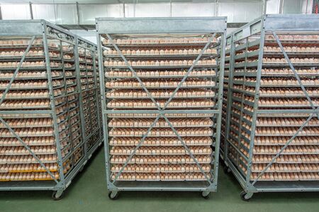 Egg Factory with Quality Control on egg production line from breeders in Hatchery Unit.