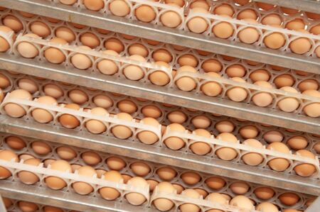 Egg Factory with Quality Control on egg production line from breeders in Hatchery Unit.の写真素材