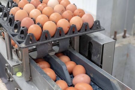 lot of eggs in the line production