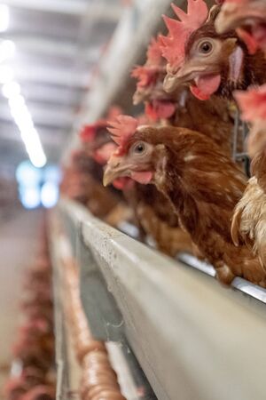 Layer Chickens with Multilevel production line conveyor production line of chicken eggs of a poultry...