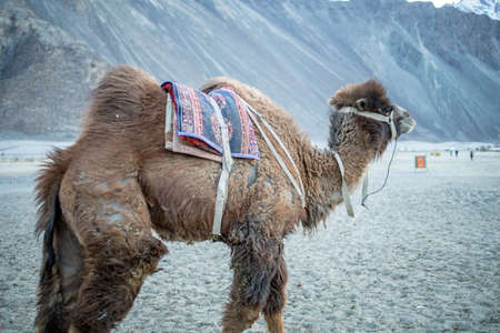 Herd of Bactrian camels with landscape of sand dune at Nubra Valley in Jammu and Kashmir, Ladakh Region, Tibet, Indiaの素材 [FY310154079517]