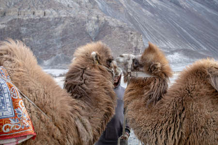 Herd of Bactrian camels with landscape of sand dune at Nubra Valley in Jammu and Kashmir, Ladakh Region, Tibet, Indiaの写真素材