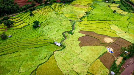 Terraced rice into the Mountain, Nan Province, Northern of Thailand during rainy season in October...